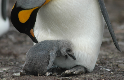 Ein kleiner Pinguin lehnt sich an einen größeren.