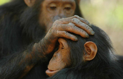 Ein Schimpanse berührt sanft den Kopf eines anderen.