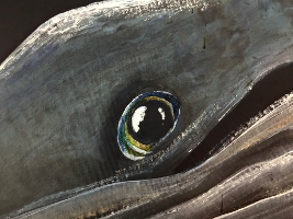 Nahaufnahme eines Walauges, das Details und Lichtreflexe zeigt.