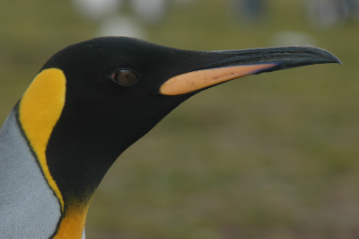 Profilansicht eines Königspinguins mit orangefarbenem Kragen.